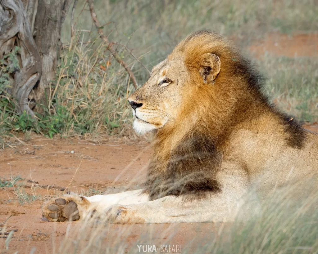 百獣の王　ライオンもこんな間近に・・・！